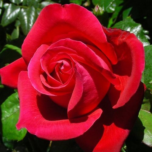 Gärtnerei - Rosa Alec's Red™ - rot - teehybriden-edelrosen - stark duftend - Alexander M. (Alec) Cocker - -